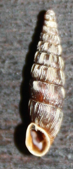 valle del Reno (BO): clausilia o macrogastra?